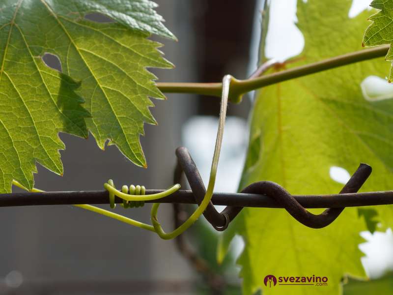 krupan plan zice u vinogradu