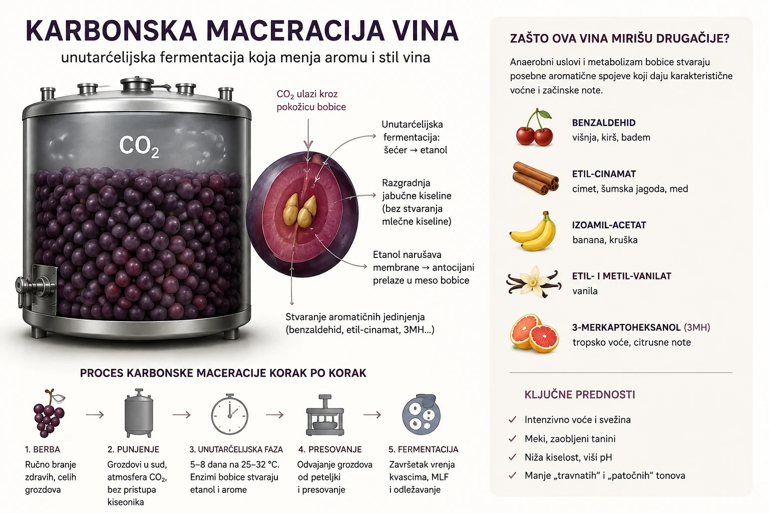 Karbonska maceracija vina – unutarćelijska fermentacija, aroma i proces